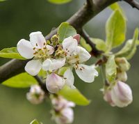 Malus sieversii - Kaz 2